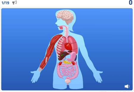 Anatomy lvl 2 (voice only)