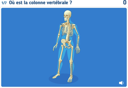 Le squelette niv 1 