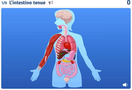 Anatomia 2