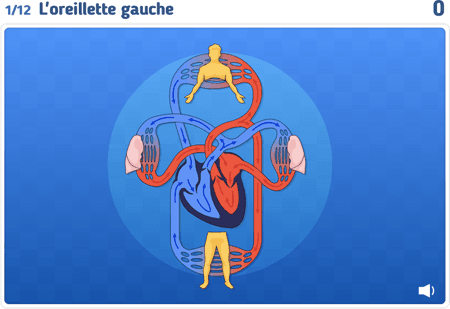 La circulation sanguine