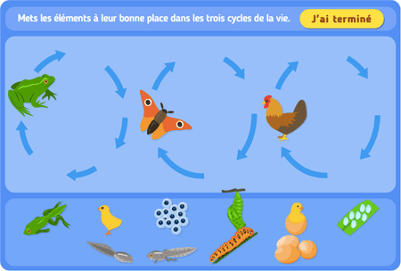 Les cycles de la vie 1 