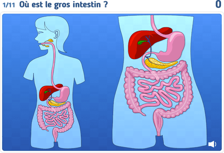 Le système digestif 