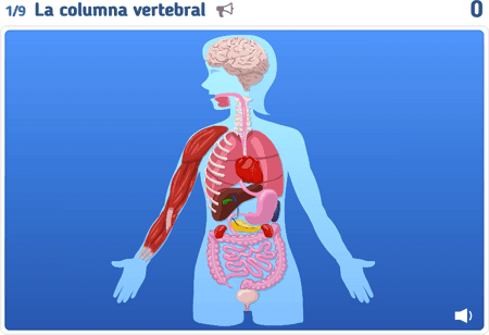 Anatomía 1