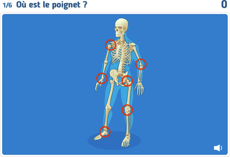 Les articulations 