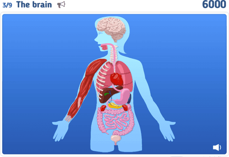 Anatomy lvl 1