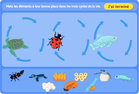 Les cycles de la vie 2 