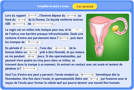 Texte à trous : la fécondation