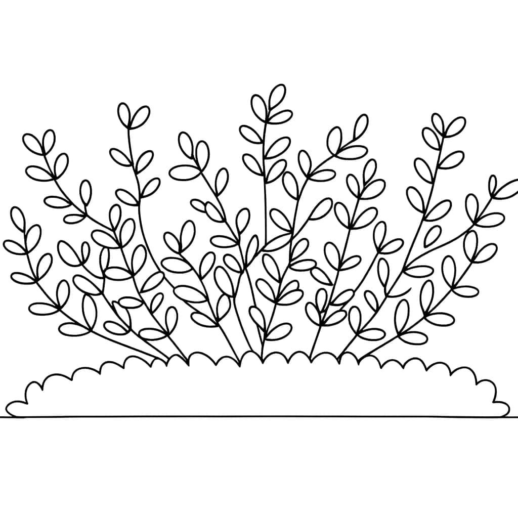 Buisson