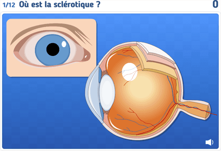 Le globe oculaire
