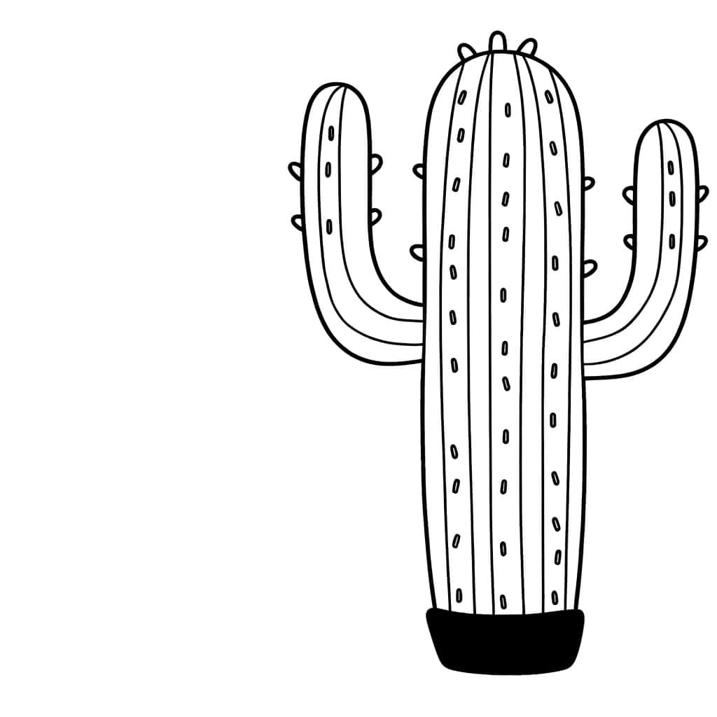 Cactus en pot