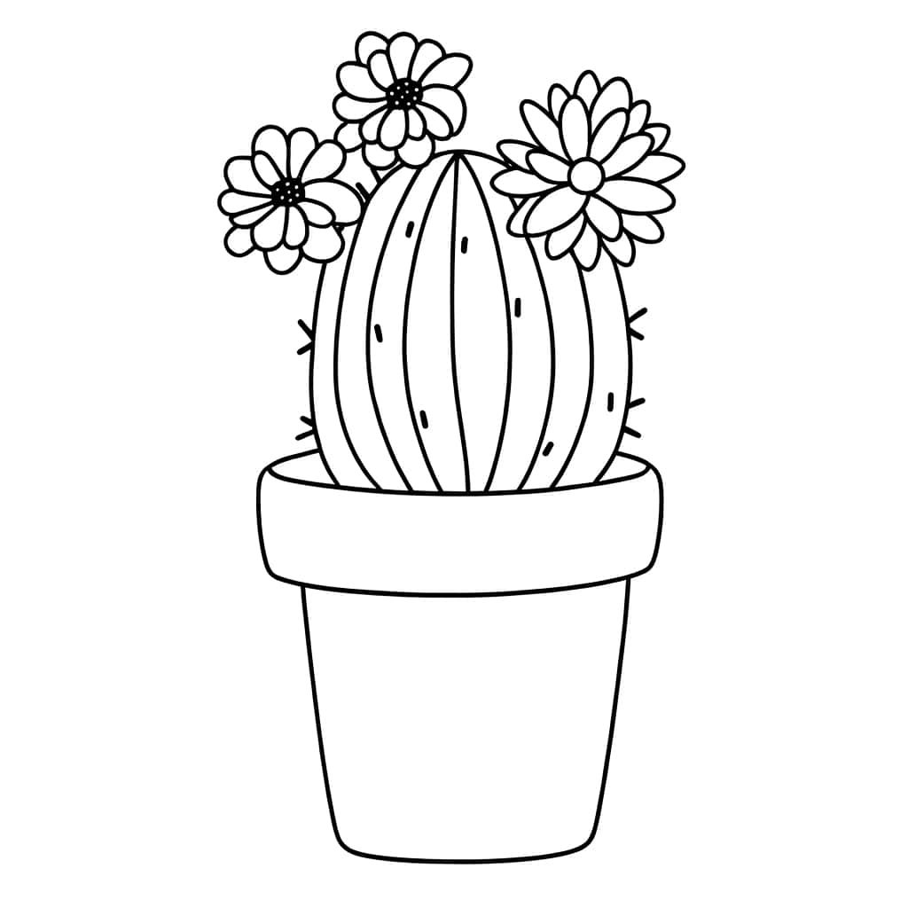 Cactus fleuri