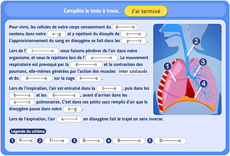 Texte à trous : La respiration niv 1
