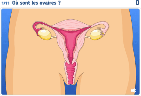 L'appareil génital  féminin niv 2