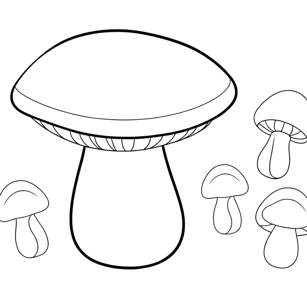 Champignons en famille