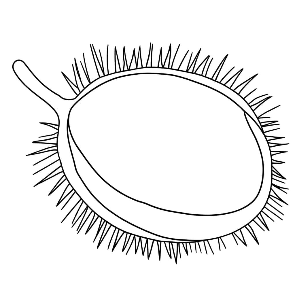 Dessin châtaigne