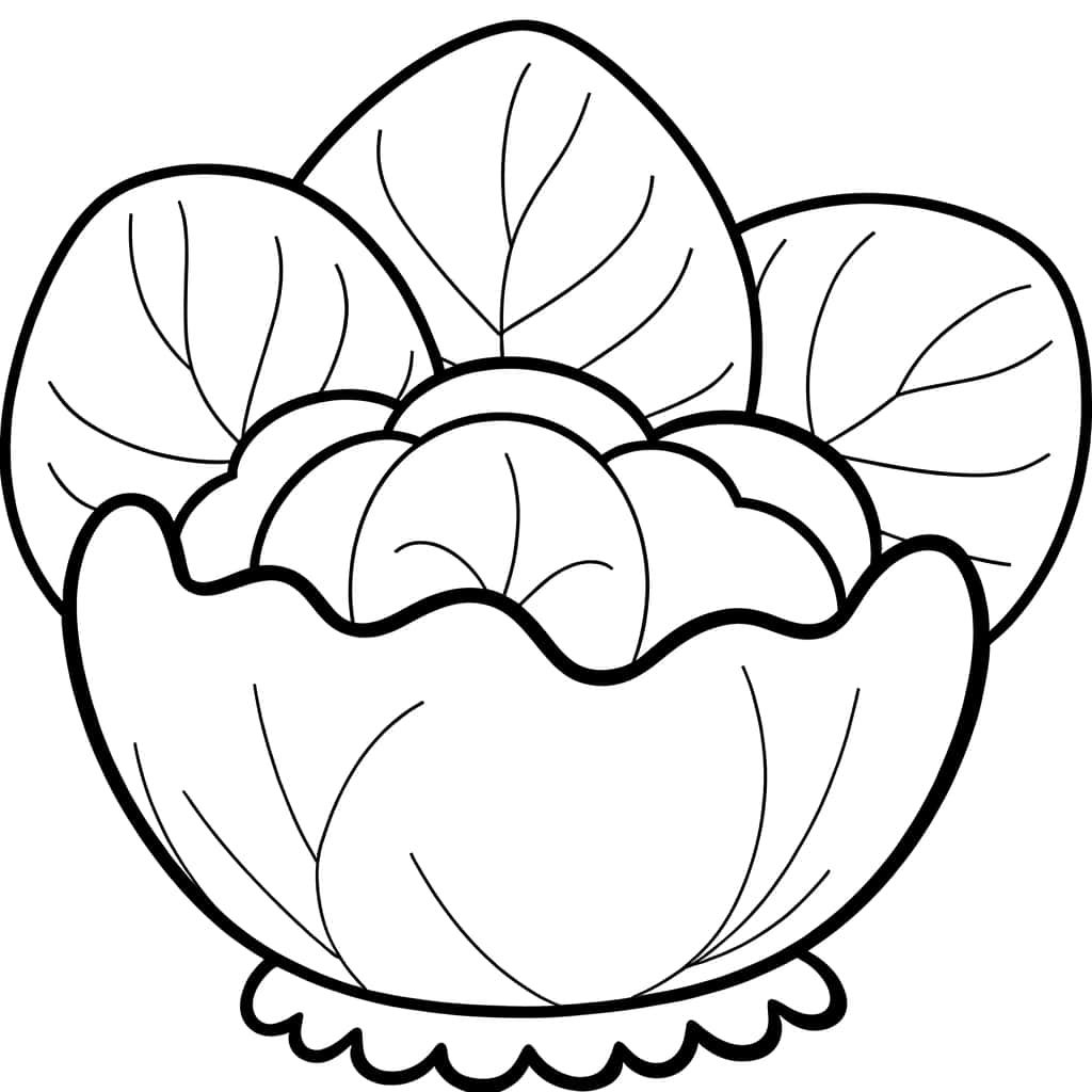Dessin de chou