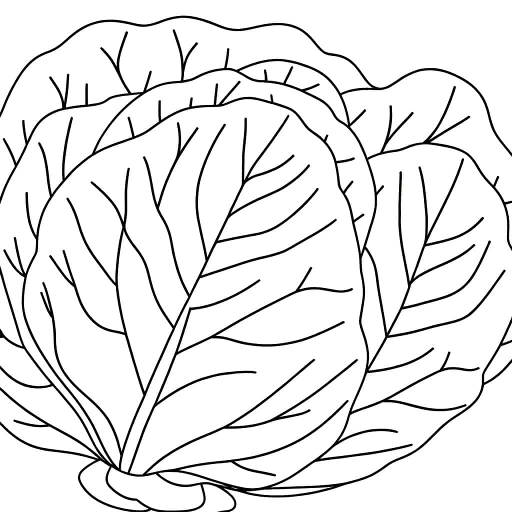 Feuille de chou