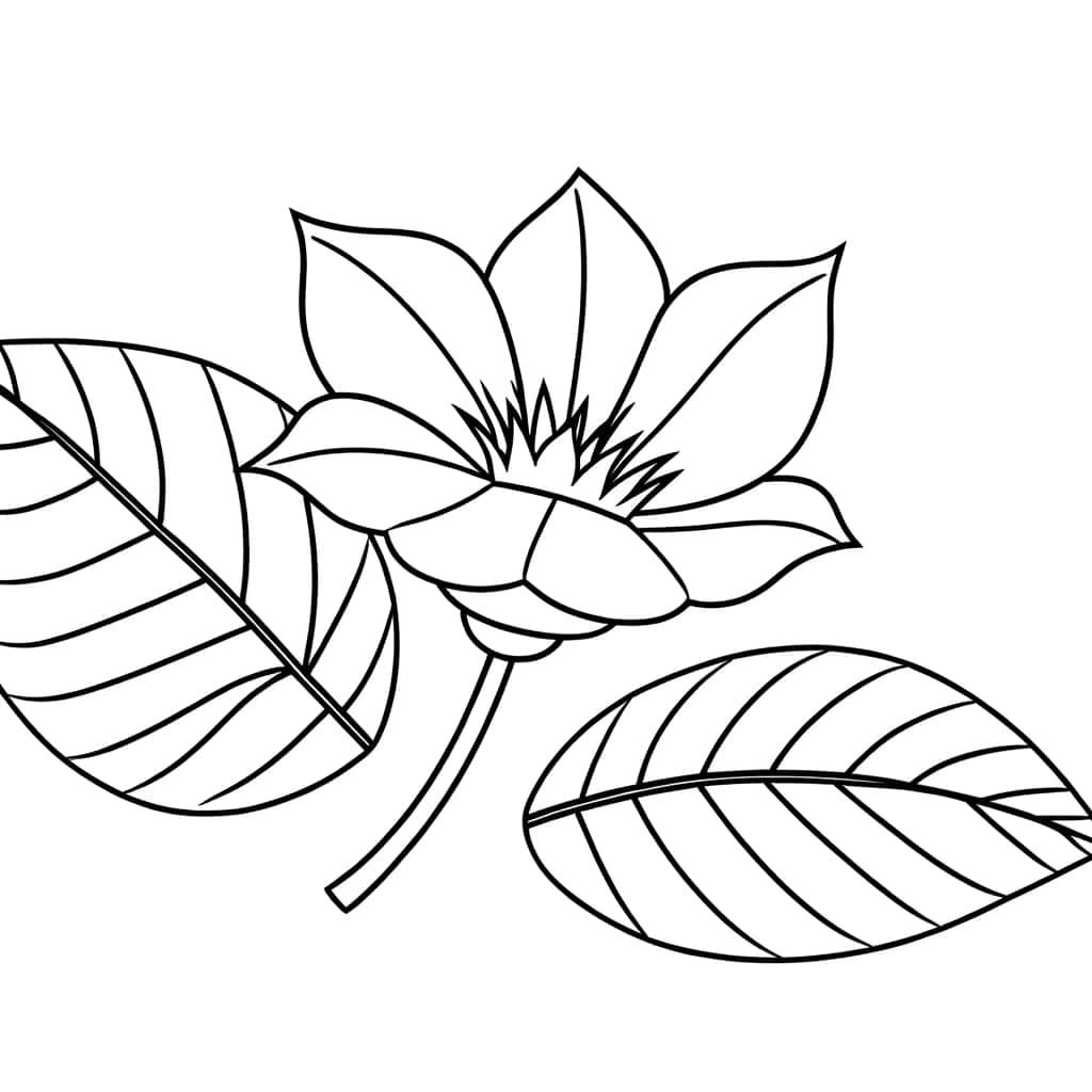 Fleur exotique