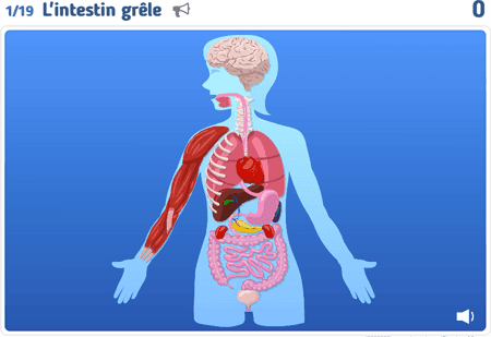 Anatomie simple niv 1 