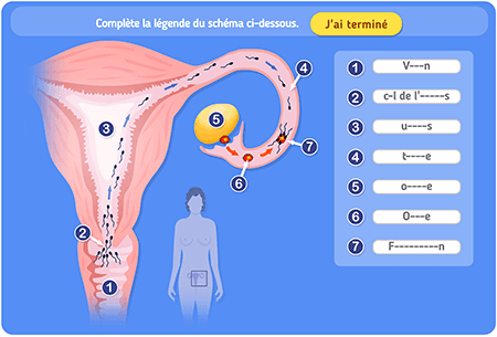 Schéma : la fécondation