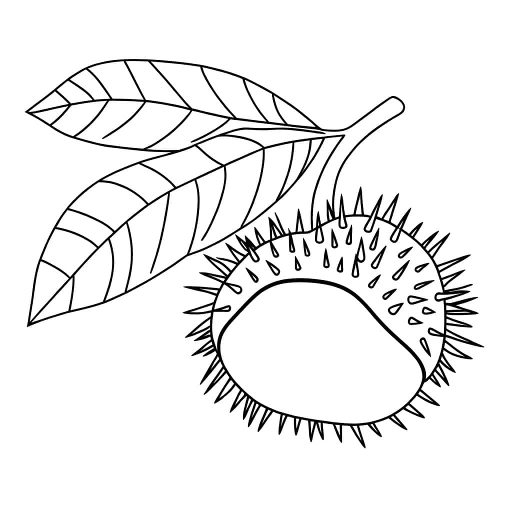 Feuille et châtaigne