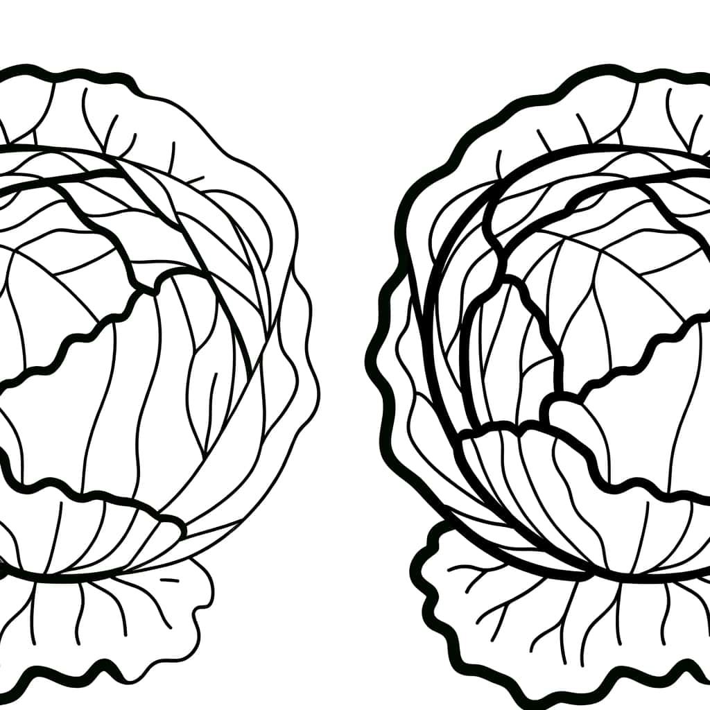 Feuilles de chou