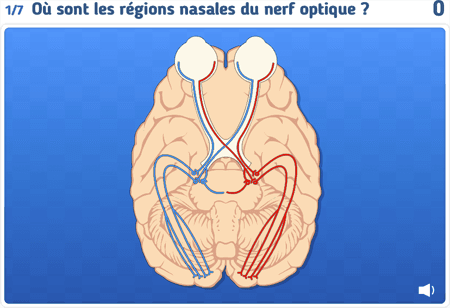 Le chiasma optique