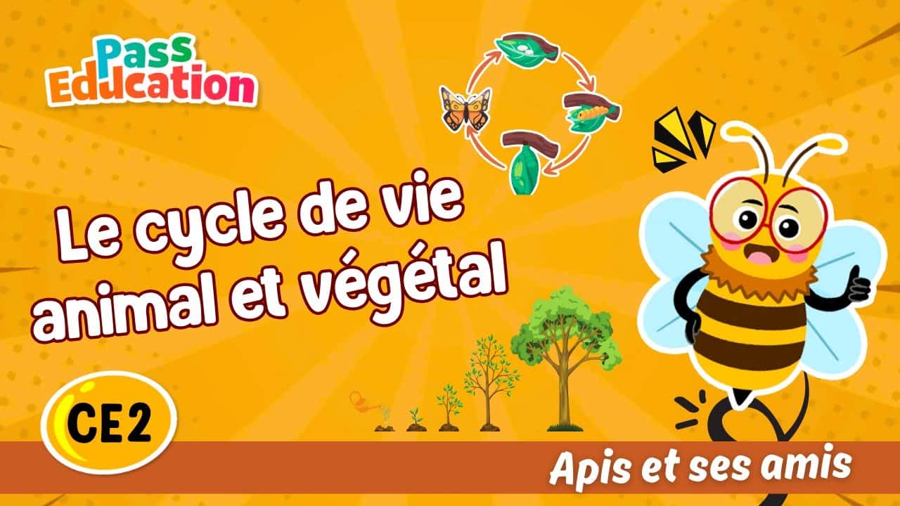 Le cycle de vie animal et végétal - Apis & ses amis