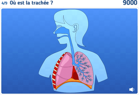 Le système respiratoire niv 1