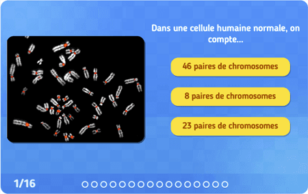 Les chromosomes