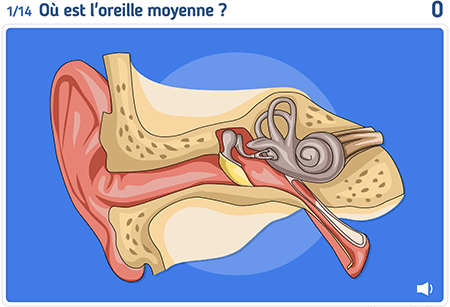L'oreille niv 2