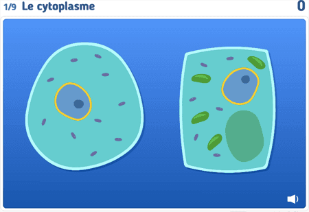Schéma : La cellule