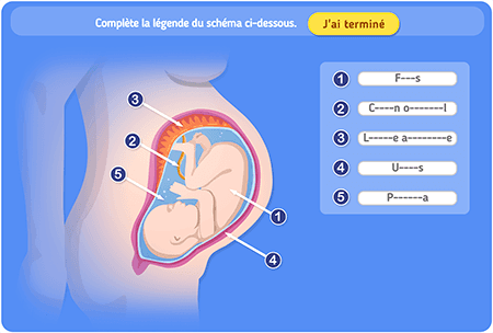 Schéma : La grossesse
